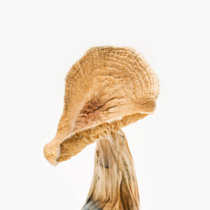 Buy African Kobe Magic Mushrooms Online in Australia