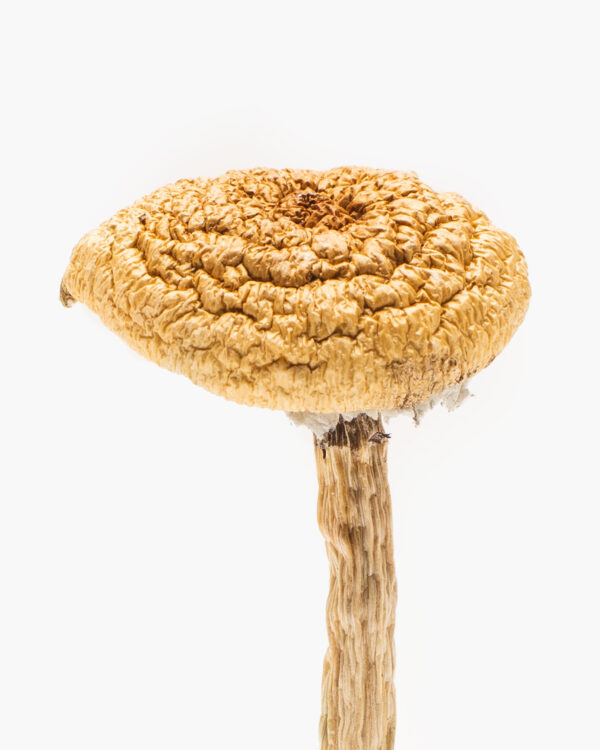 Buy Burmese Blue Dream Mushrooms in Australia