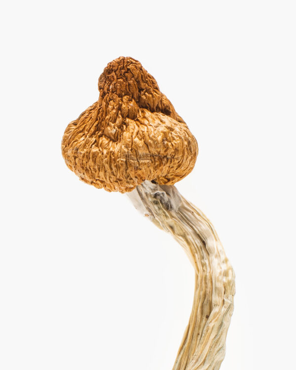 Buy Cloud Walker Mushrooms in Australia