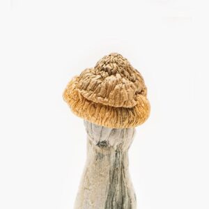 Buy penis Envy Mushrooms online in Australia