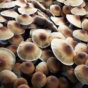 Alacabenzi Spores Mushrooms Australia