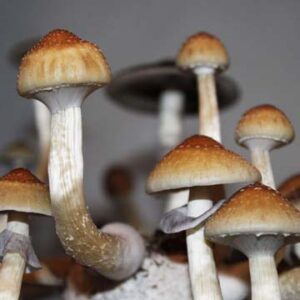 B+ Spores Mushrooms Australia