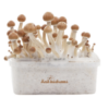 Fresh Mushrooms grow kit Amazon