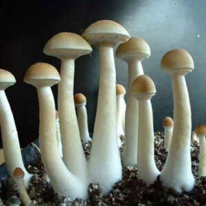 Nepal Chitwan Spores Shrooms Australia