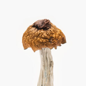 buy Martinique Shrooms online