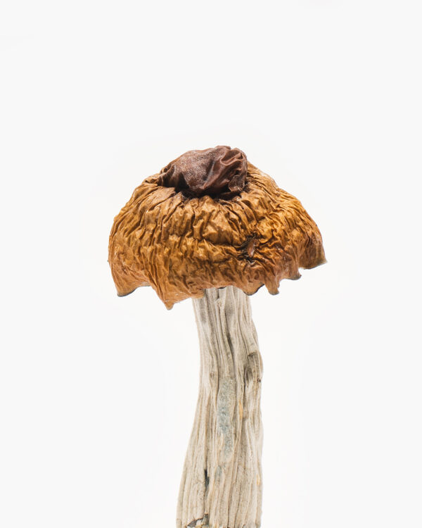 buy Martinique Shrooms online