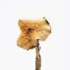 Buy Magic Mushrooms online Australia